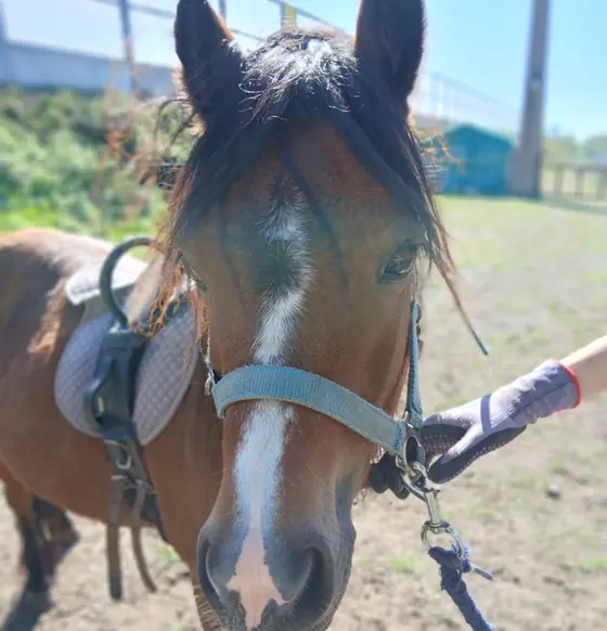 Braunes Pony mit weißer Blesse und hellblauem Halfter schaut in die Kamera
